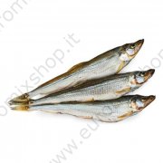 Pesce lucertola "Kaluri" essicata e salata (100g)